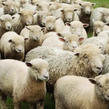 Потвърден случай на антракс в Хасковско, предприемат се спешни мерки Потвърден случай на антракс в Хасковско, предприемат се спешни мерки