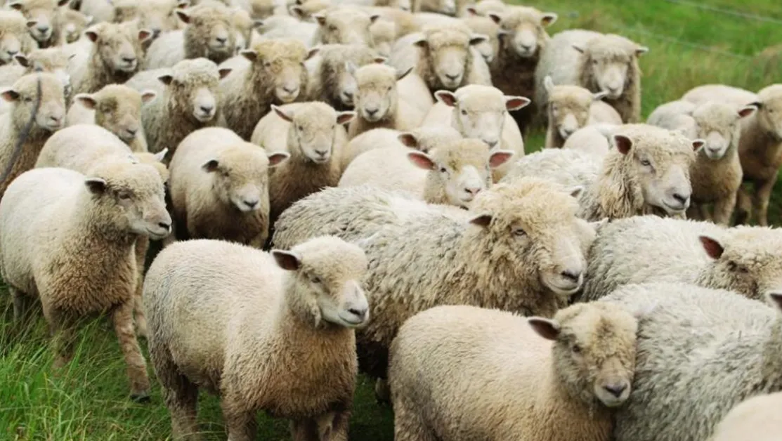 Потвърден случай на антракс в Хасковско, предприемат се спешни мерки