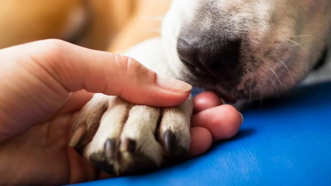 История за човечност и втори шанс: Служители на НКЖИ спасиха ранено куче на гара Петко Каравелово