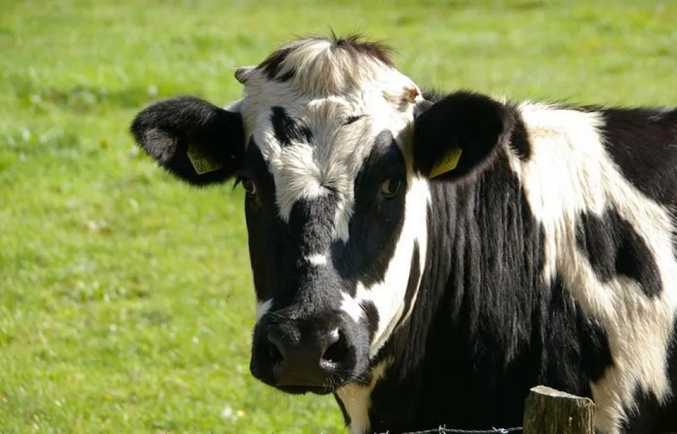 Крава прати водач с трабантче в болница