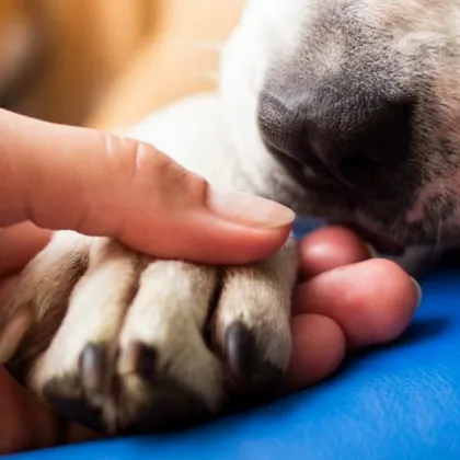 На 18 октомври 2025 г на гара Петко Каравелово се