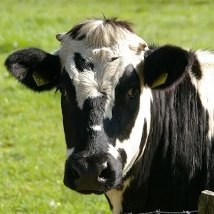 Крава прати водач с трабантче в болница
