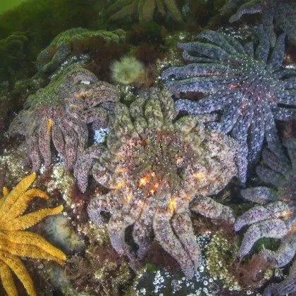 По вереме на 10 годишна епидемия мистериозна болест погуби повече от