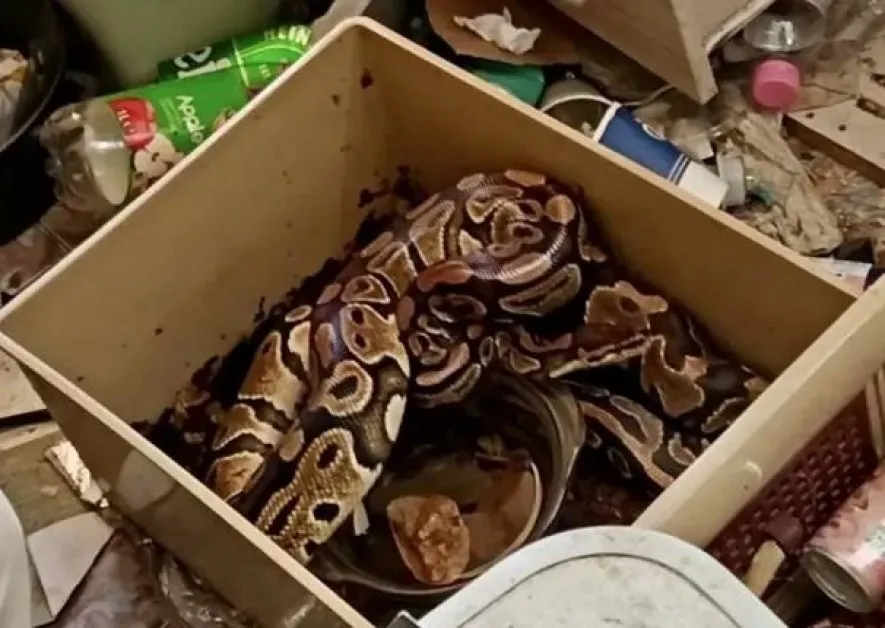 Откриха два кралски питона в столичен блок