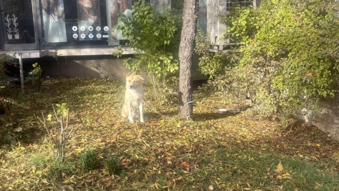 Клошар върза куче до дърво и изчезна, столичани се притесниха СНИМКИ