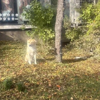 Куче е било вързано до дърво в София Човекът направил