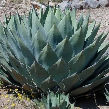 В сърцето на пустинята Чихуахуа в централно Мексико скрити в