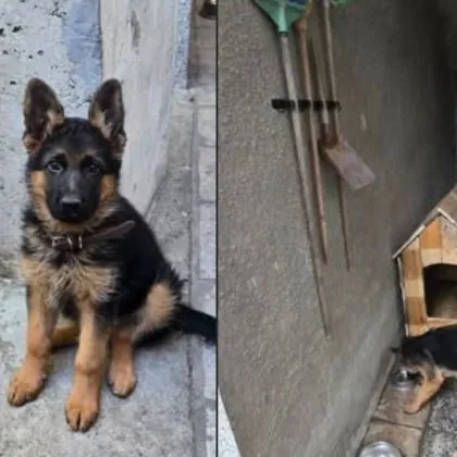 Откраднаха кученцето на асеновградчанин, виждали ли сте Айра Откраднаха кученцето на асеновградчанин, виждали ли сте Айра