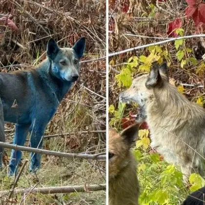 Разкриха мистерията на яркосините кучета, които се появиха в Чернобил Разкриха мистерията на яркосините кучета, които се появиха в Чернобил