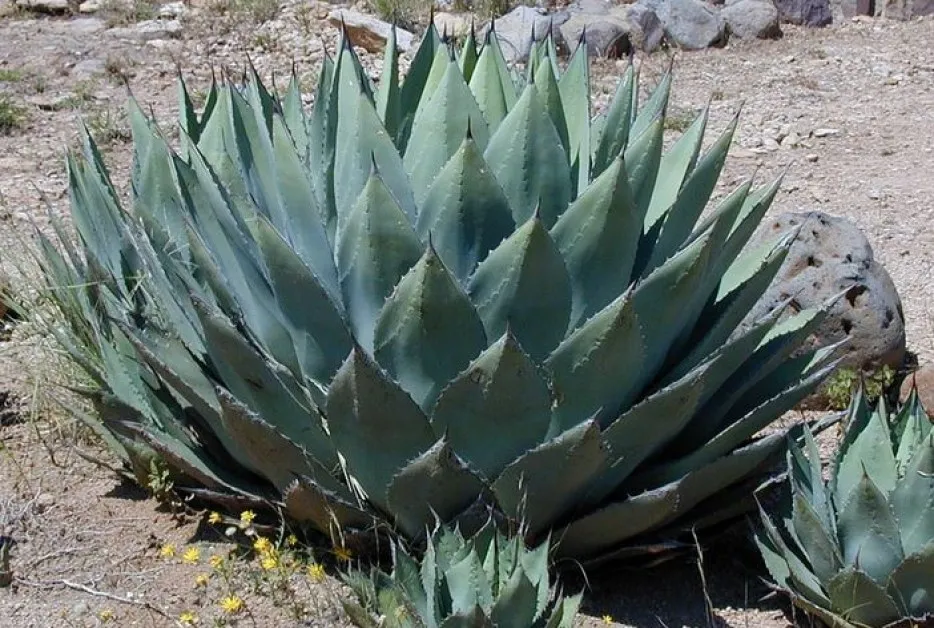 Необикновената връзка между прилепите и текилата, от която зависи мексиканската напитка