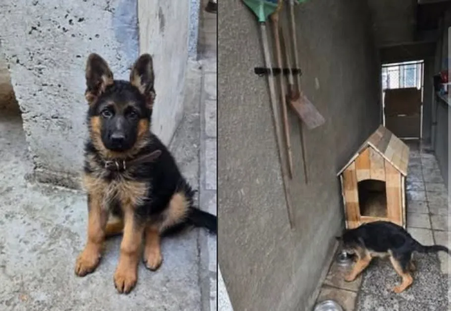 Откраднаха кученцето на асеновградчанин, виждали ли сте Айра