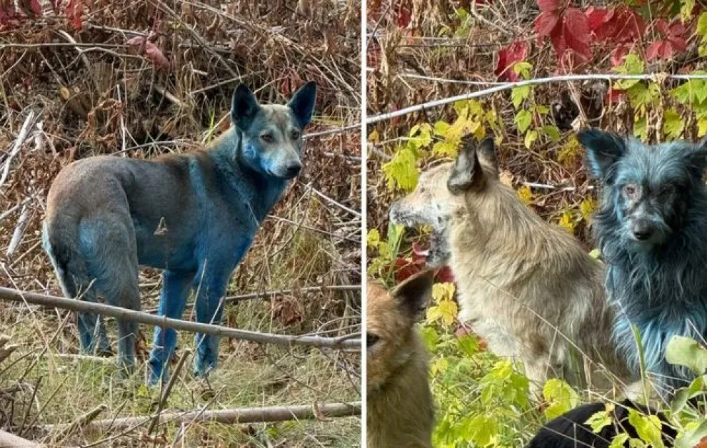 Разкриха мистерията на яркосините кучета, които се появиха в Чернобил
