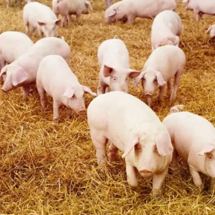 Случай на африканска чума по свинете е засечен в румънския