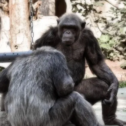 Учени откриха: Шимпанзета проявиха, поведение, присъщо само на хората