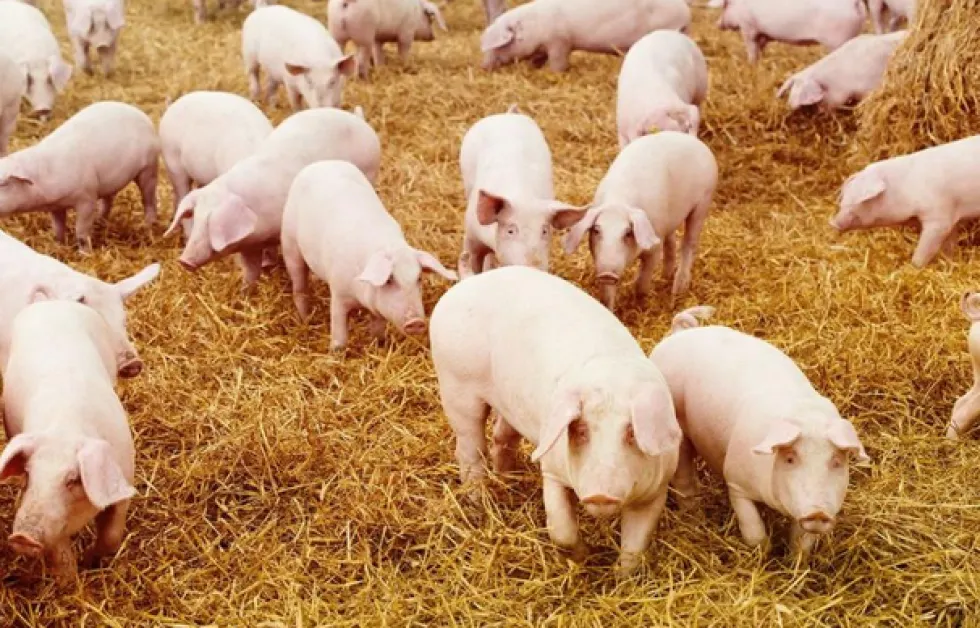 Откриха африканска чума по свинете в Гюргево