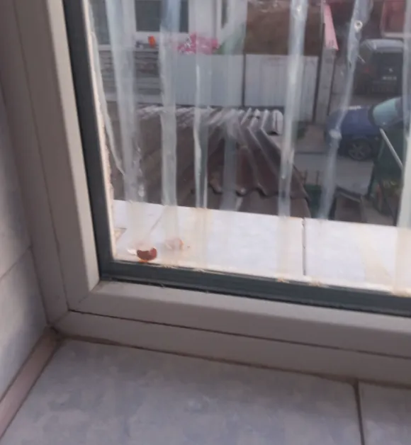 Вълна от вандалски прояви на Хелоуин – жители осъмнаха с яйца по прозорците