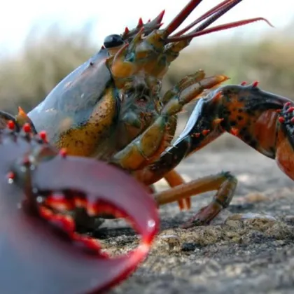 Изненадваща находка край Несебър озадачи българските учени – омар с