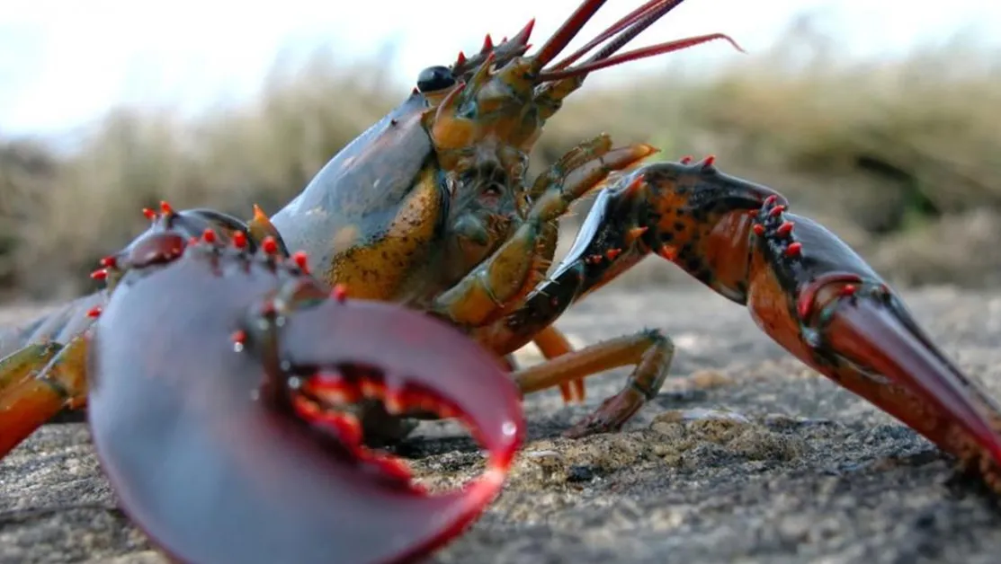 Рибари извадиха омари от водите край Несебър