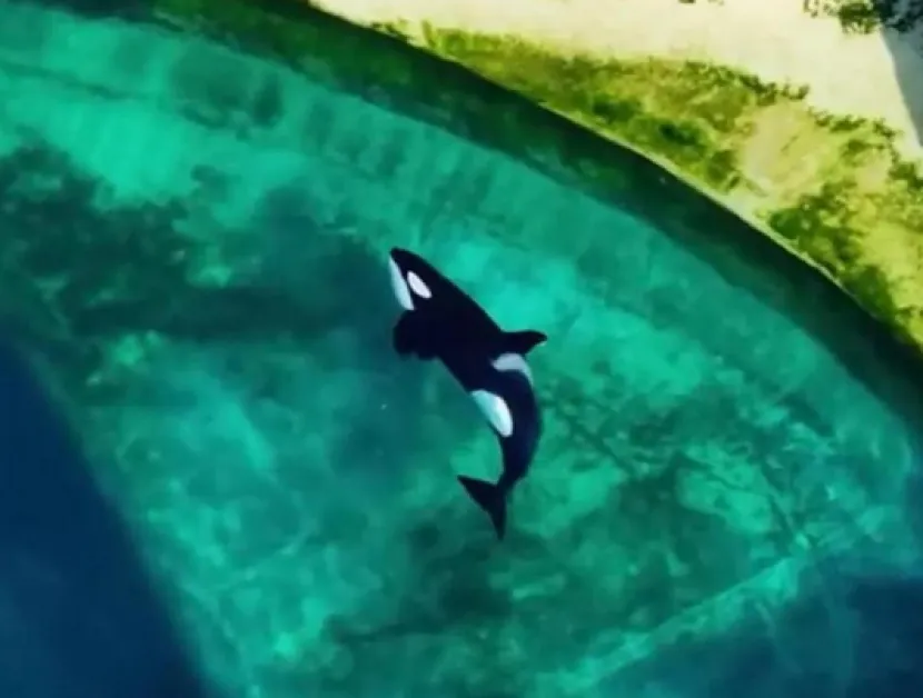 Какво се случва с косатките, изоставени в морски парк ВИДЕО