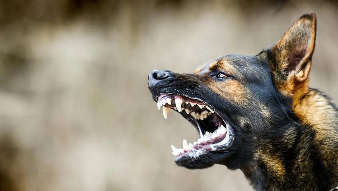 Куче, изплашено от фойерверки, уби деветмесечно бебе