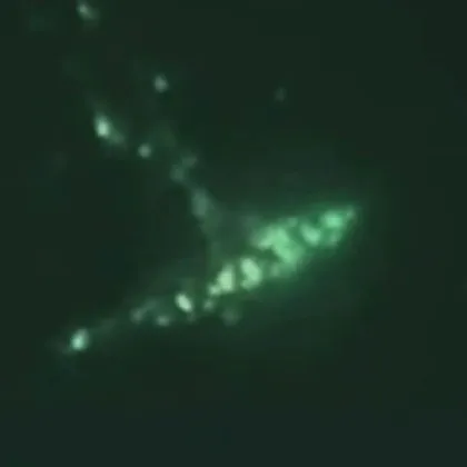 Основателят на SpaceX и Tesla Илон Мъск заяви че мистериозното