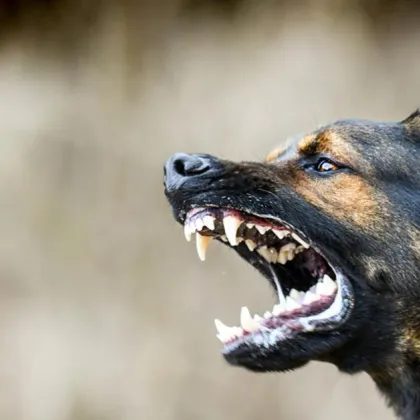 Деветмесечно бебе е било нападнато и убито от куче след