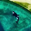 Какво се случва с косатките, изоставени в морски парк ВИДЕО