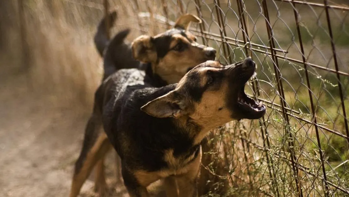 91-годишен мъж е в болница след нападение от кучета в Кърджалийско