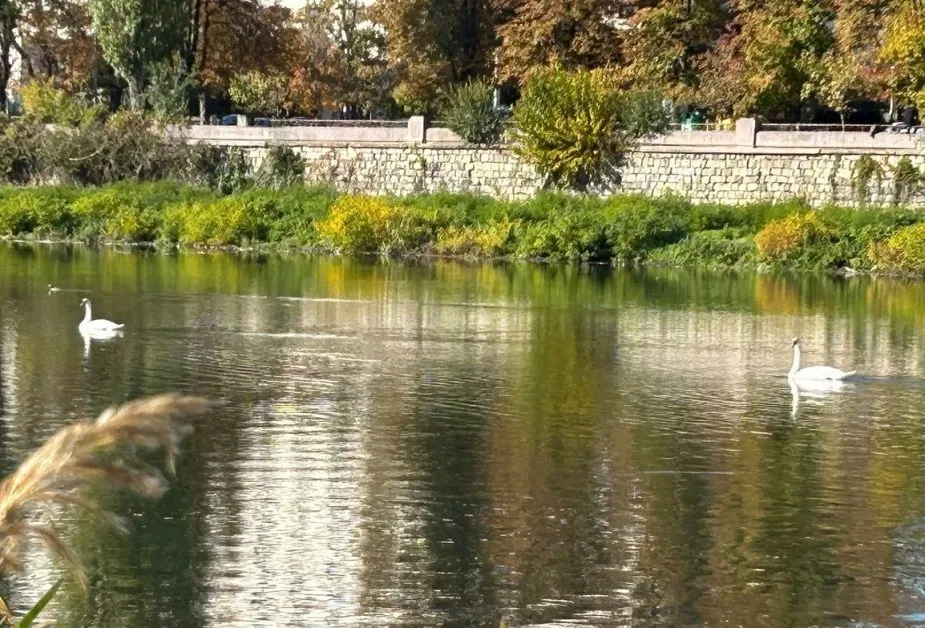 Лебедите се завърнаха в Пловдив ВИДЕО