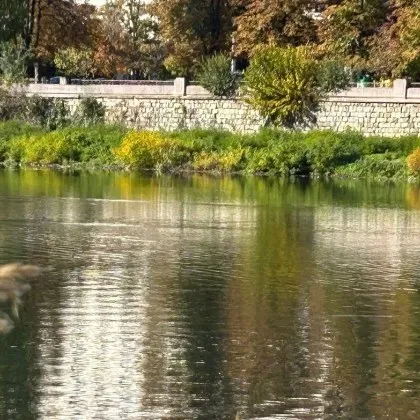 Лебедите се завърнаха в Пловдив ВИДЕО