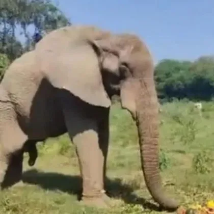 Вирус пренасян от гризачи е довел до смъртта на единствения