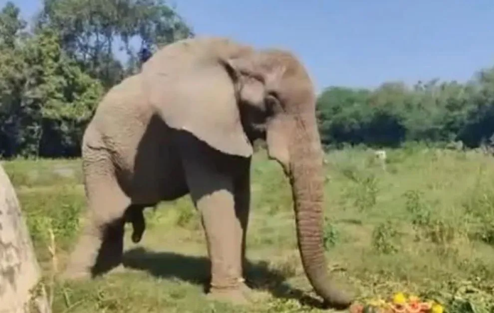 Вирус, пренасян от гризачи, погуби един от двата африкански слона в Индия