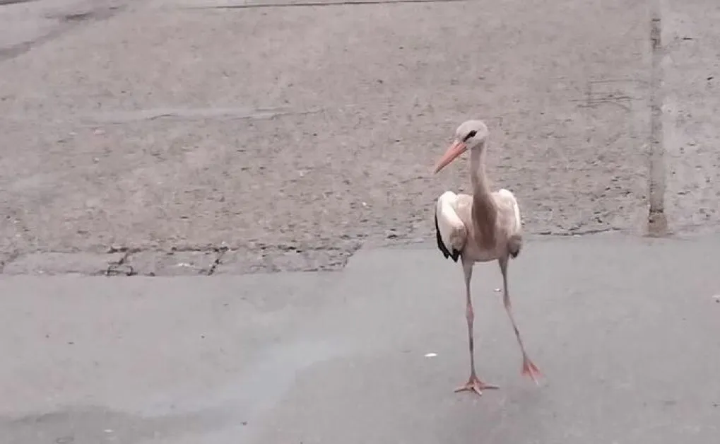 Бедстващ щъркел се появи из наш град СНИМКА