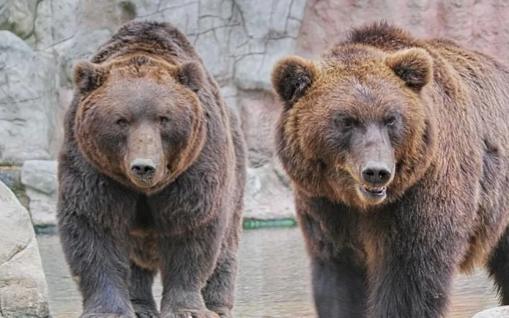 Изкарват войници в битката срещу мечките