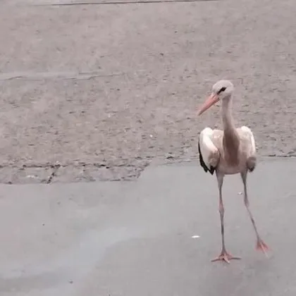 Единичен щъркел е бил забелязан да обикаля в района на