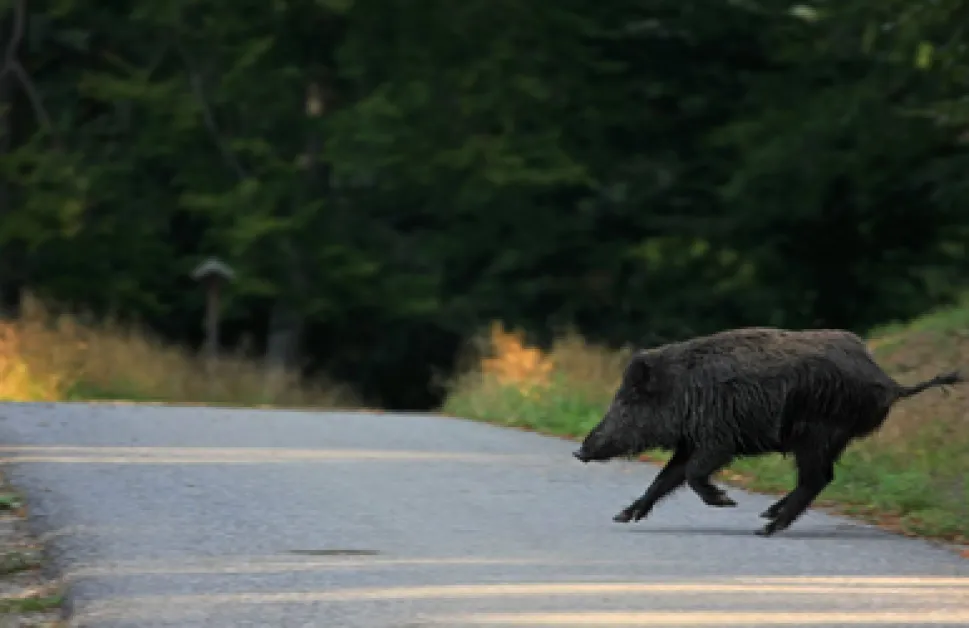 Диво прасе предизвика тежка катастрофа, млад мъж е с опасност за живота