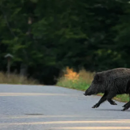 Внезапно изскочило диво прасе на платното е причина за произшествие