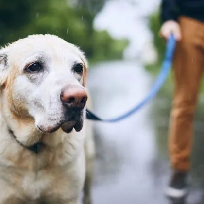Мъж наръга и уби домашно куче в Пернишко