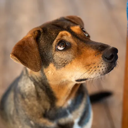 Откриха 2 мъртви кучета в землището на село Сапарево след