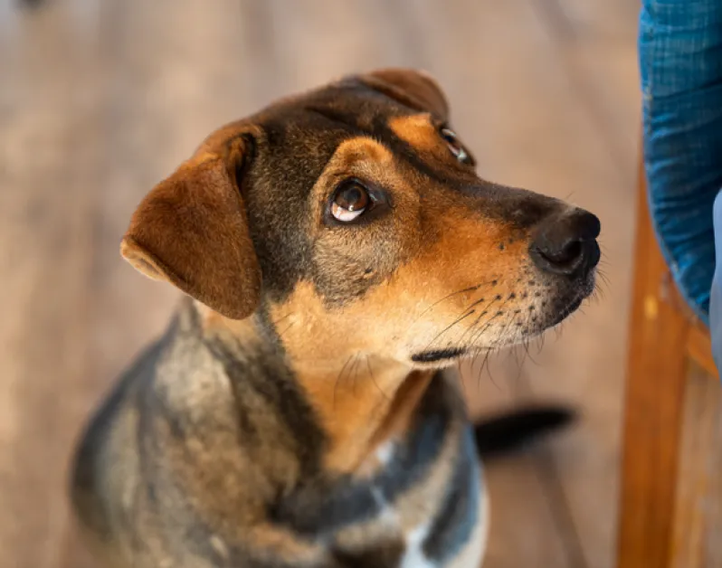 Застреляха две кучета край Дупница