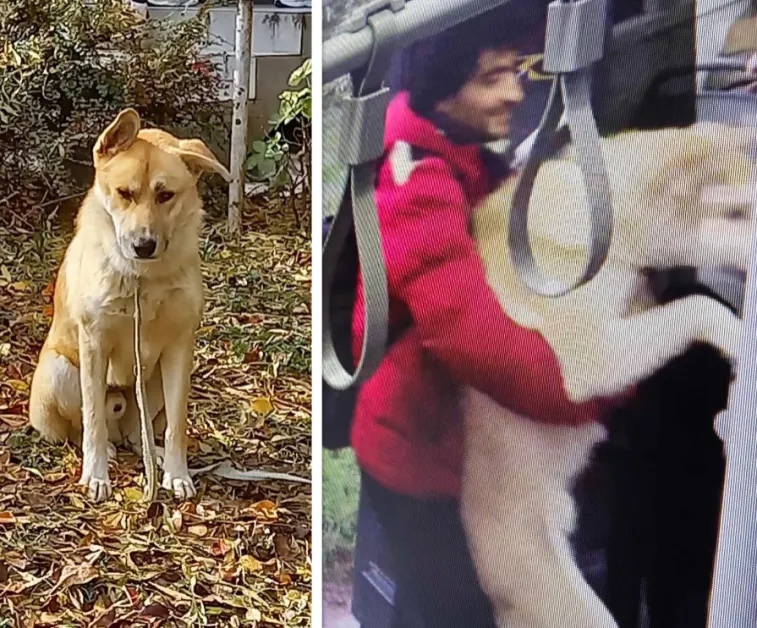 Ето кой е мъжът, който открадна и изостави кучето Славчо