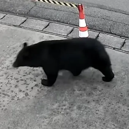 Мечка се разходи покрай музей