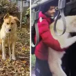 Ето кой е мъжът, който открадна и изостави кучето Славчо