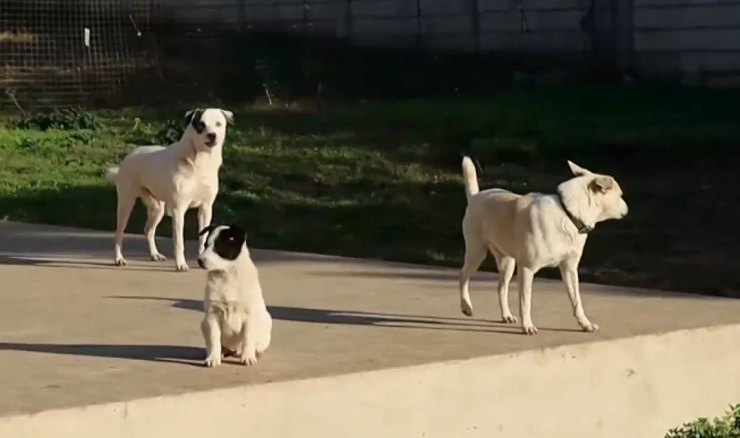 Чужденци разказват за системно насилие над кучета в Добричко