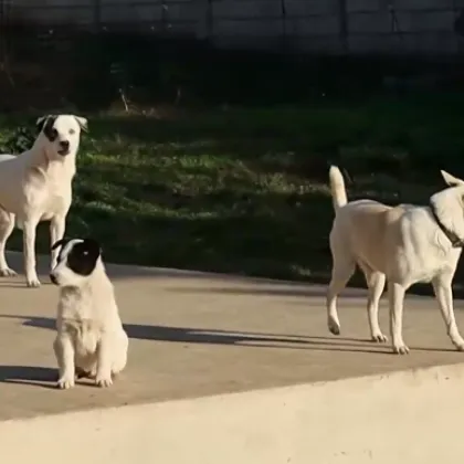 Чужденци разказват за системно насилие над кучета в Добричко