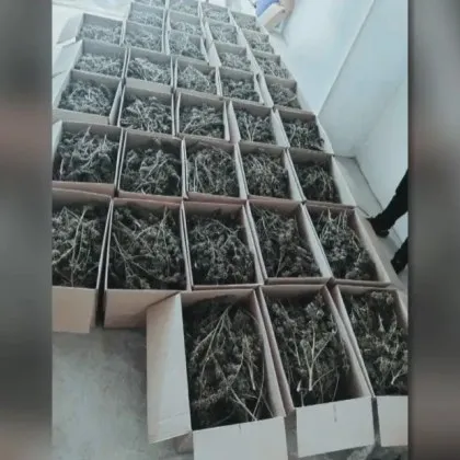 Спецакция на СДВР: Иззеха 150 кг марихуана