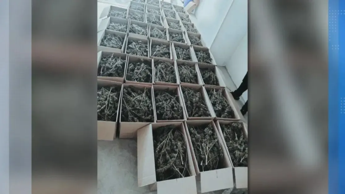 Спецакция на СДВР: Иззеха 150 кг марихуана