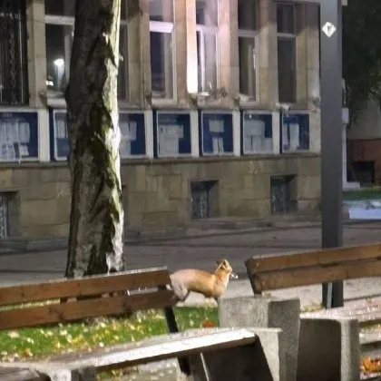 Кума Лиса се появи край сградата на родна община СНИМКИ