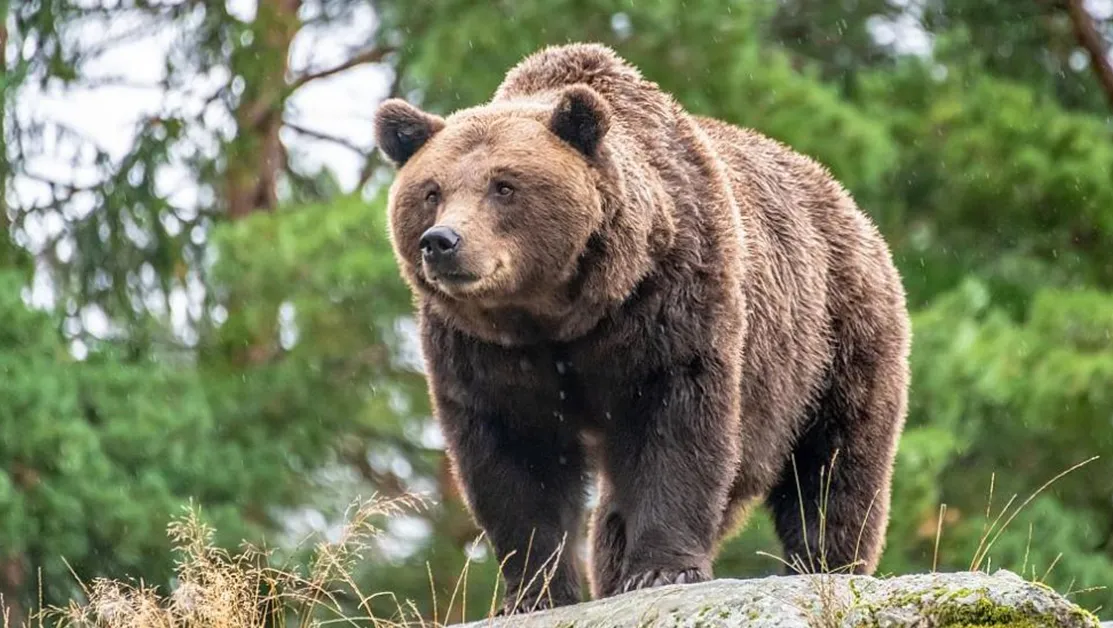 Мечка нападна гъбар в Северна Македония