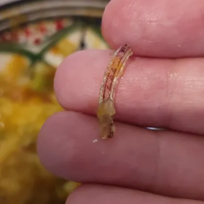 Сигнал за шокираща находка в храна от Държавна детска кухня